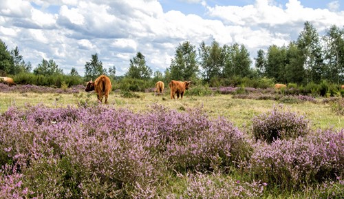 Afbeelding Geldrop-Mierlo